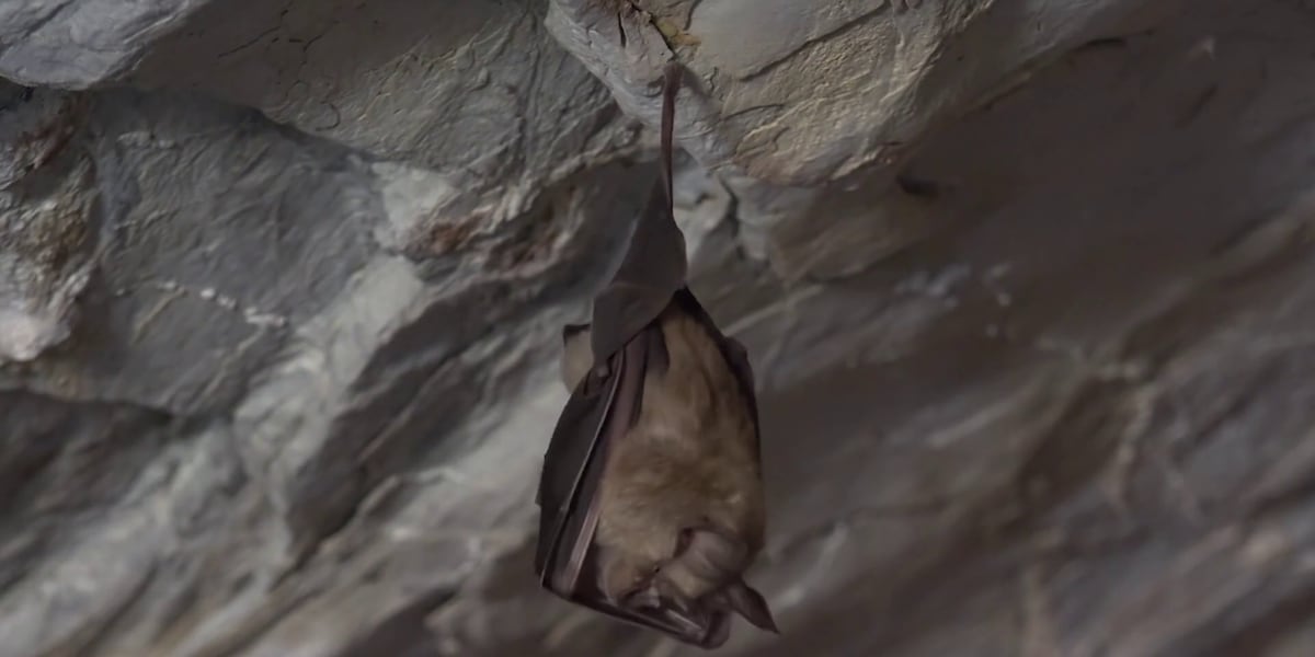 Dead bat found outside Savannah home confirmed to have rabies