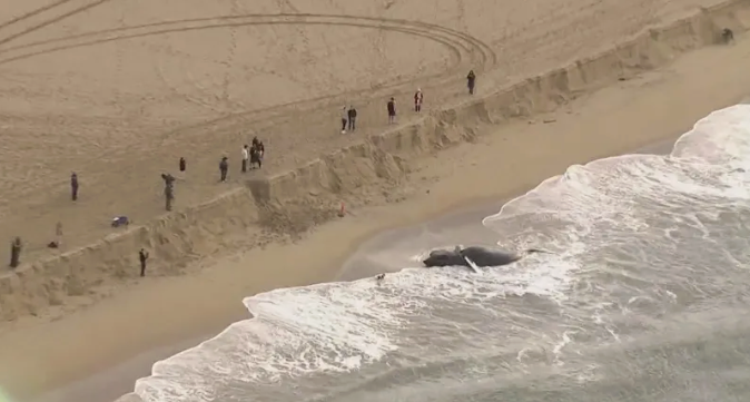 A dead whale washed ashore Wednesday at a popular stretch of Newport Beach, California, prompting officials to warn locals to stay away from the massive carcass
