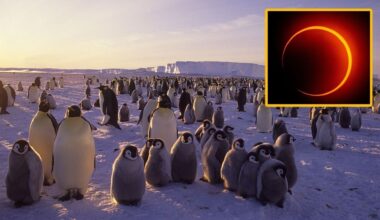 A penguin colony of chicks and adults waddle on a snowy surface with a boxout in the top right of the image showing a solar eclipse, a ring of glowing yellow light against a dark background