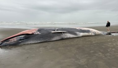 Dead fin whale washes up on Oregon coast near Warrenton