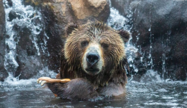 Cheyenne Mountain Zoo’s grizzly bear preparing for cancer treatment