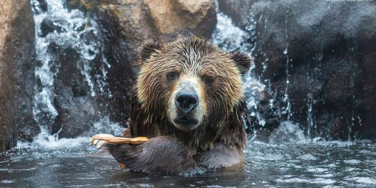 Cheyenne Mountain Zoo’s grizzly bear preparing for cancer treatment