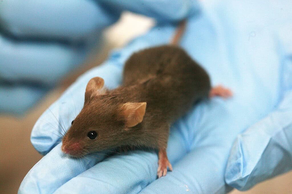 1. Tiny brown mouse held in gloved hand for scientific research and study.
