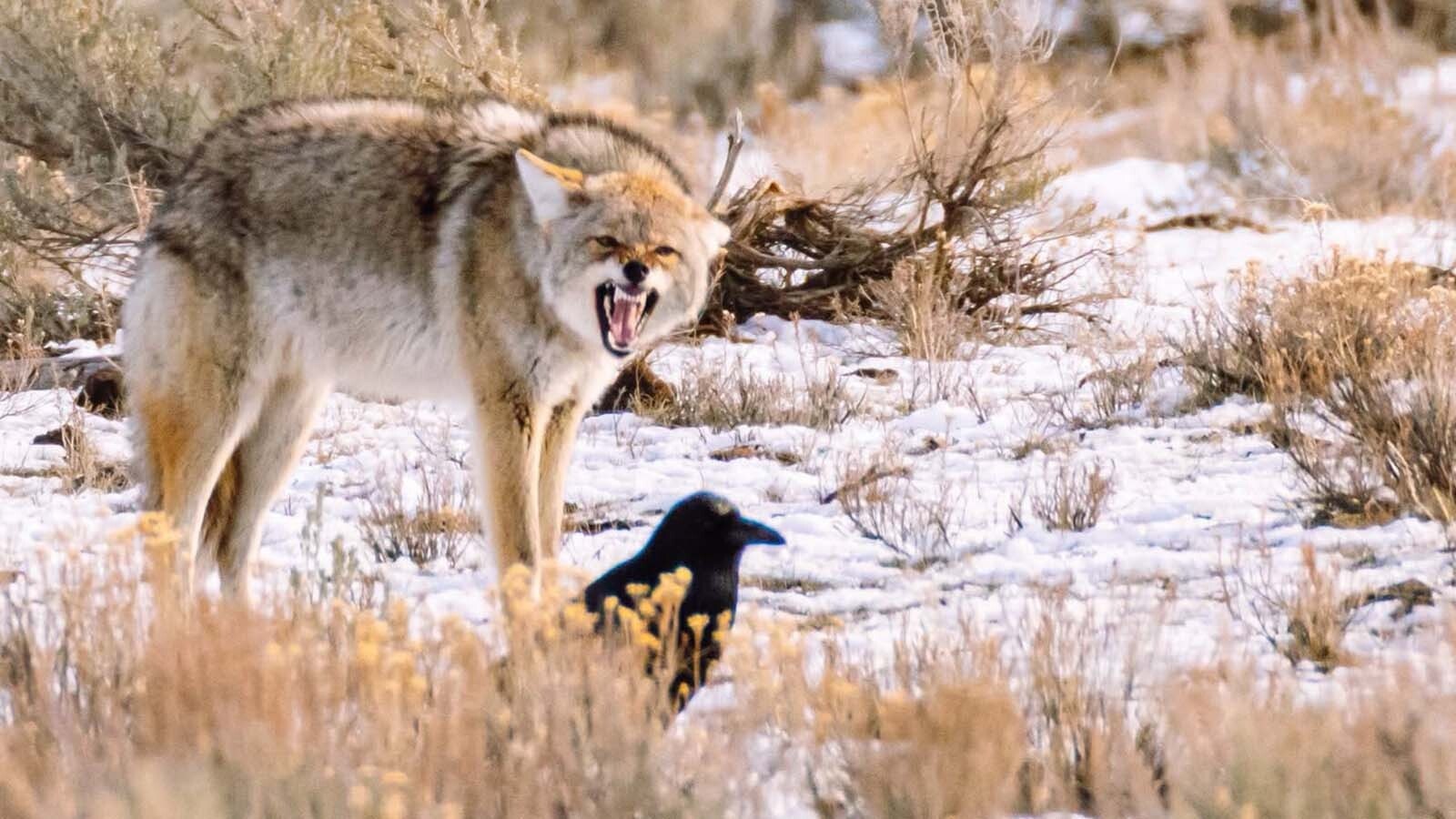 Though he’s aging, Limpy delights visitors to Yellowstone National Park.