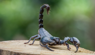 Scientists Create Map of Deadly Scorpion Hotspots  