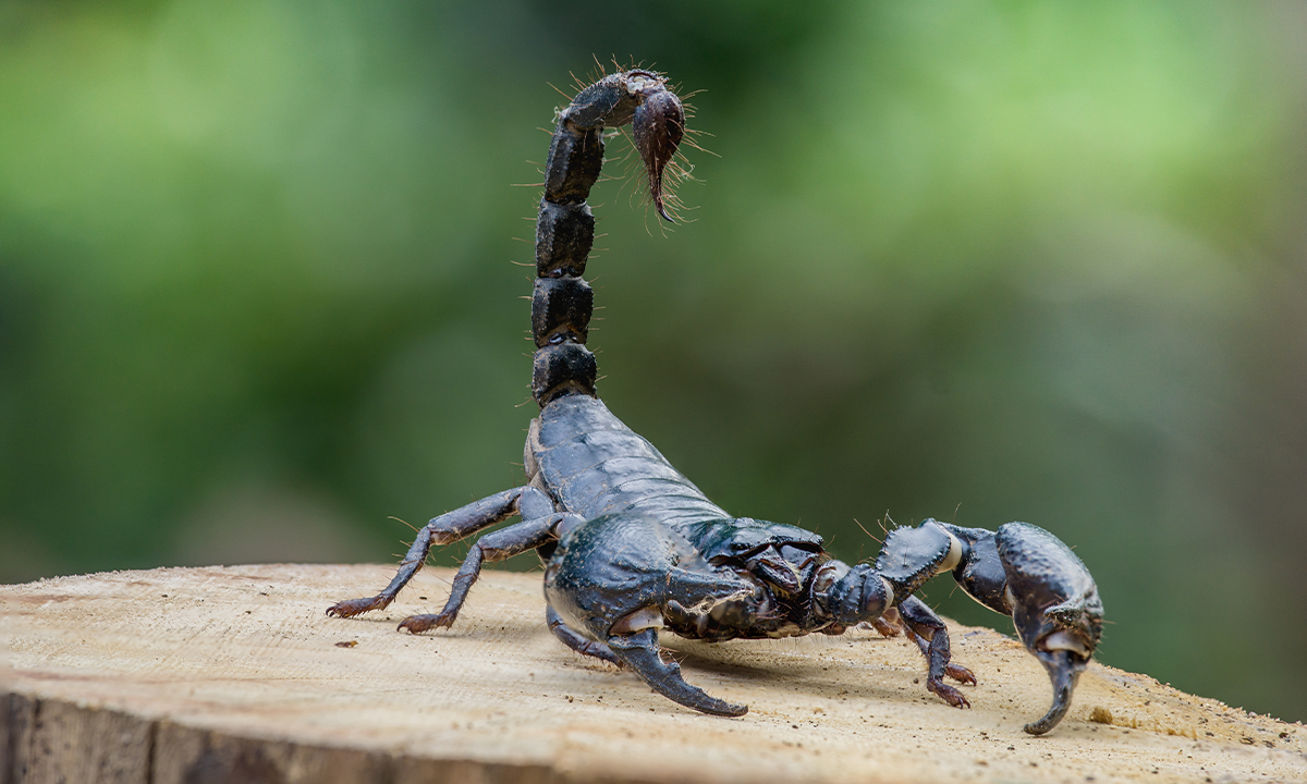 Scientists Create Map of Deadly Scorpion Hotspots  