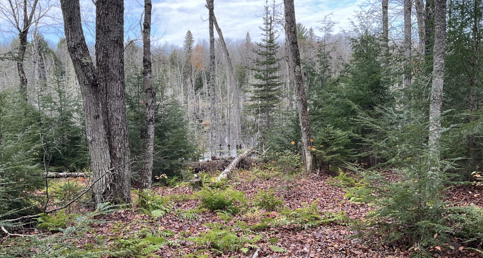 US plans to clear-cut in Michigan forest. Some fear for endangered species
