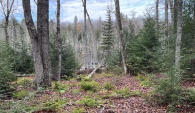 US plans to clear-cut in Michigan forest. Some fear for endangered species
