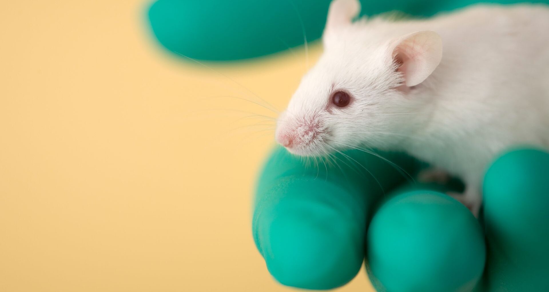 A close up image of a white mouse with red eyes and a pink nose sitting in a right hand wearing a green latex glove, all against a tan background