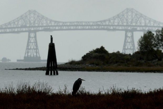 A bird on the shore of Tiscornia Marsh in San Rafael on Wednesday, Oct. 27, 2021. (Sherry LaVars/Marin Independent Journal)