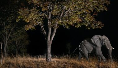 Searching for Angola’s ghost elephants