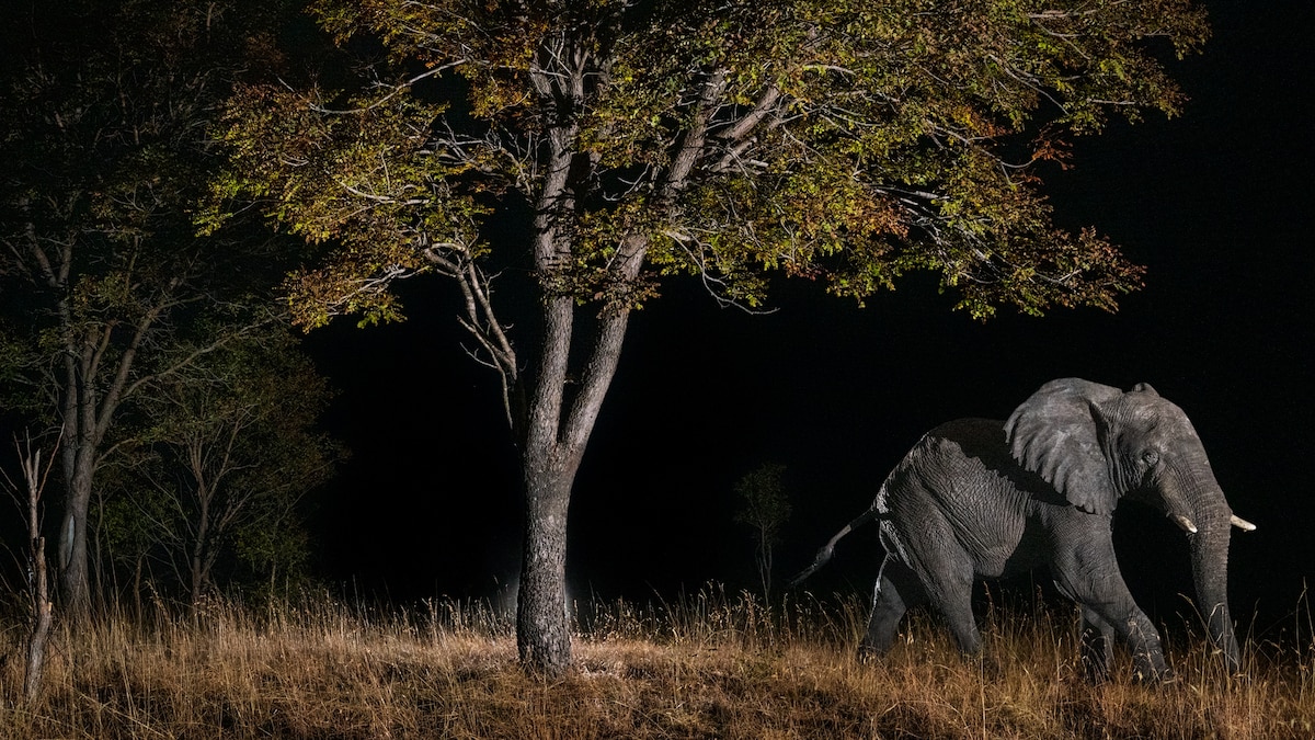 Searching for Angola’s ghost elephants