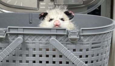 A frostbitten opossum being treated at the Wildlife Clinic at the Schuylkill Center for Environmental Education in February.