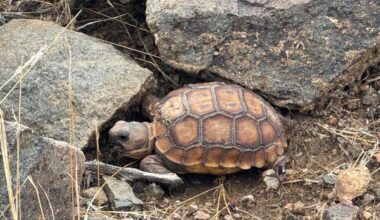 The 15-Million-year-old Desert Tortoise is Endangered. Here’s What We Can Do to Help
