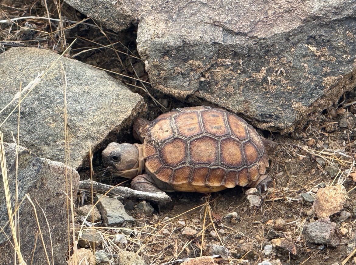 The 15-Million-year-old Desert Tortoise is Endangered. Here’s What We Can Do to Help