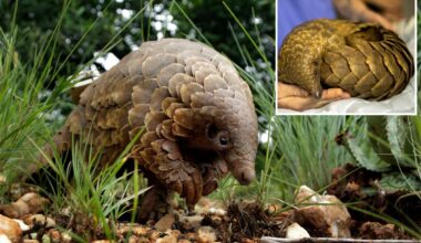 The most trafficked mammals in the world face extinction—as conservationists try to save them from smuggling