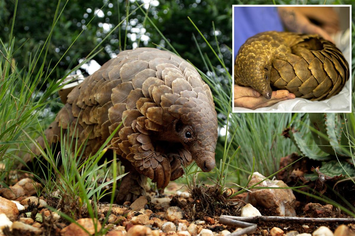 The most trafficked mammals in the world face extinction—as conservationists try to save them from smuggling