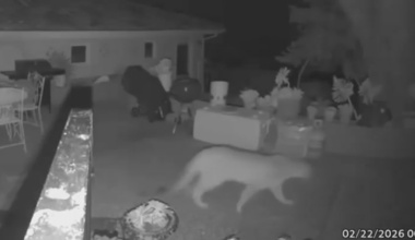 Mountain lion, cub spotted in Saratoga – NBC Bay Area