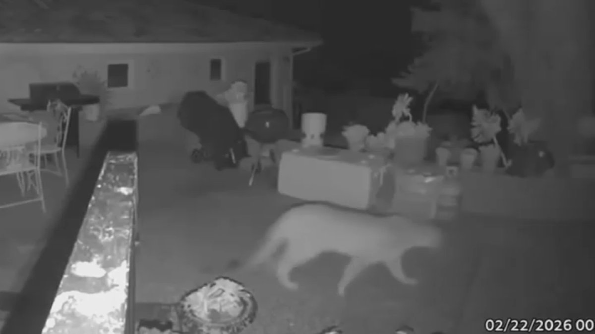 Mountain lion, cub spotted in Saratoga – NBC Bay Area
