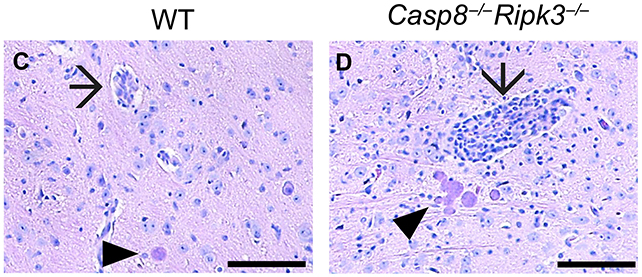 Mouse scans