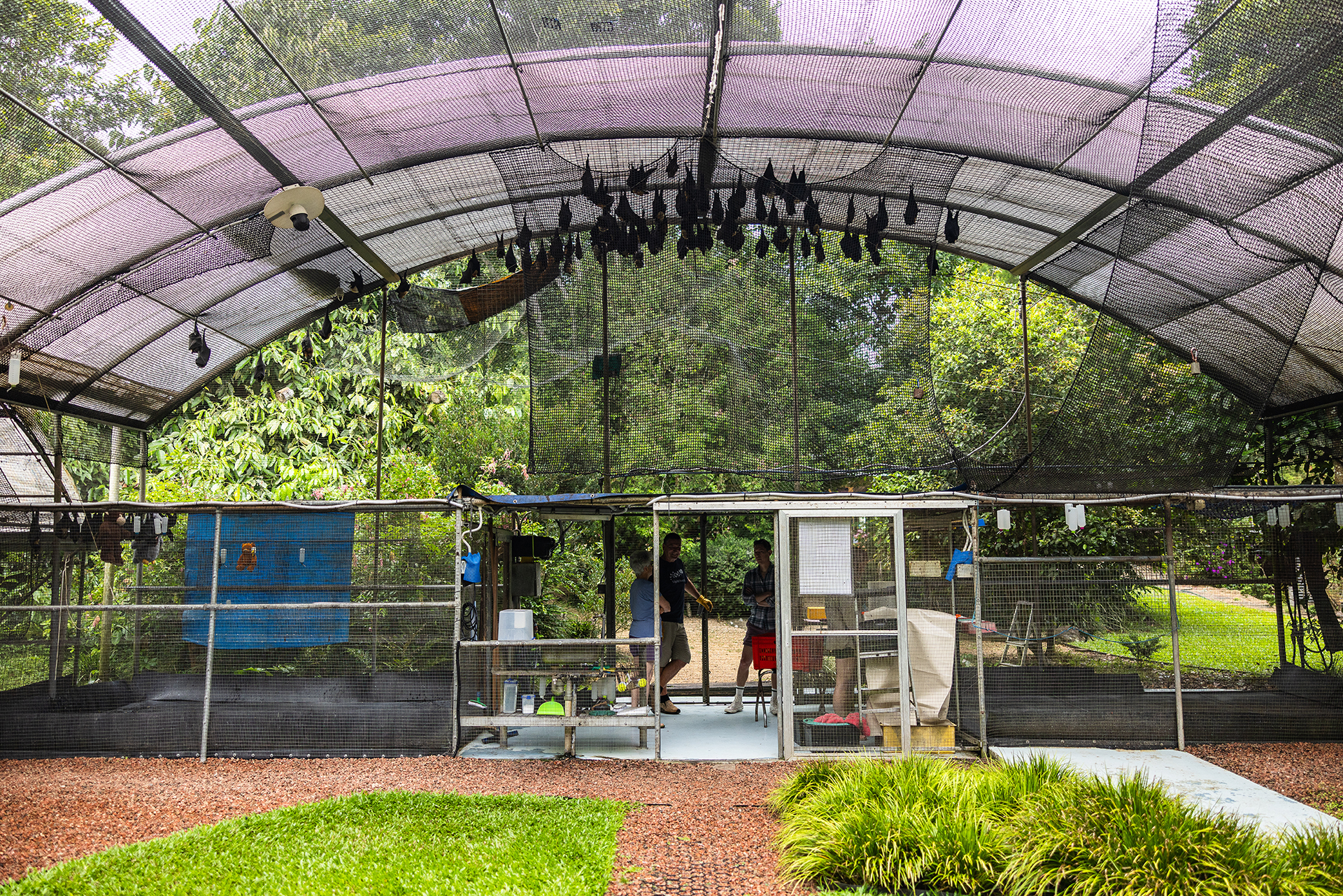 A view of the large enclosure home to flying foxes that have severe injuries and cannot fly. They’ll spend their lives at the hospital.