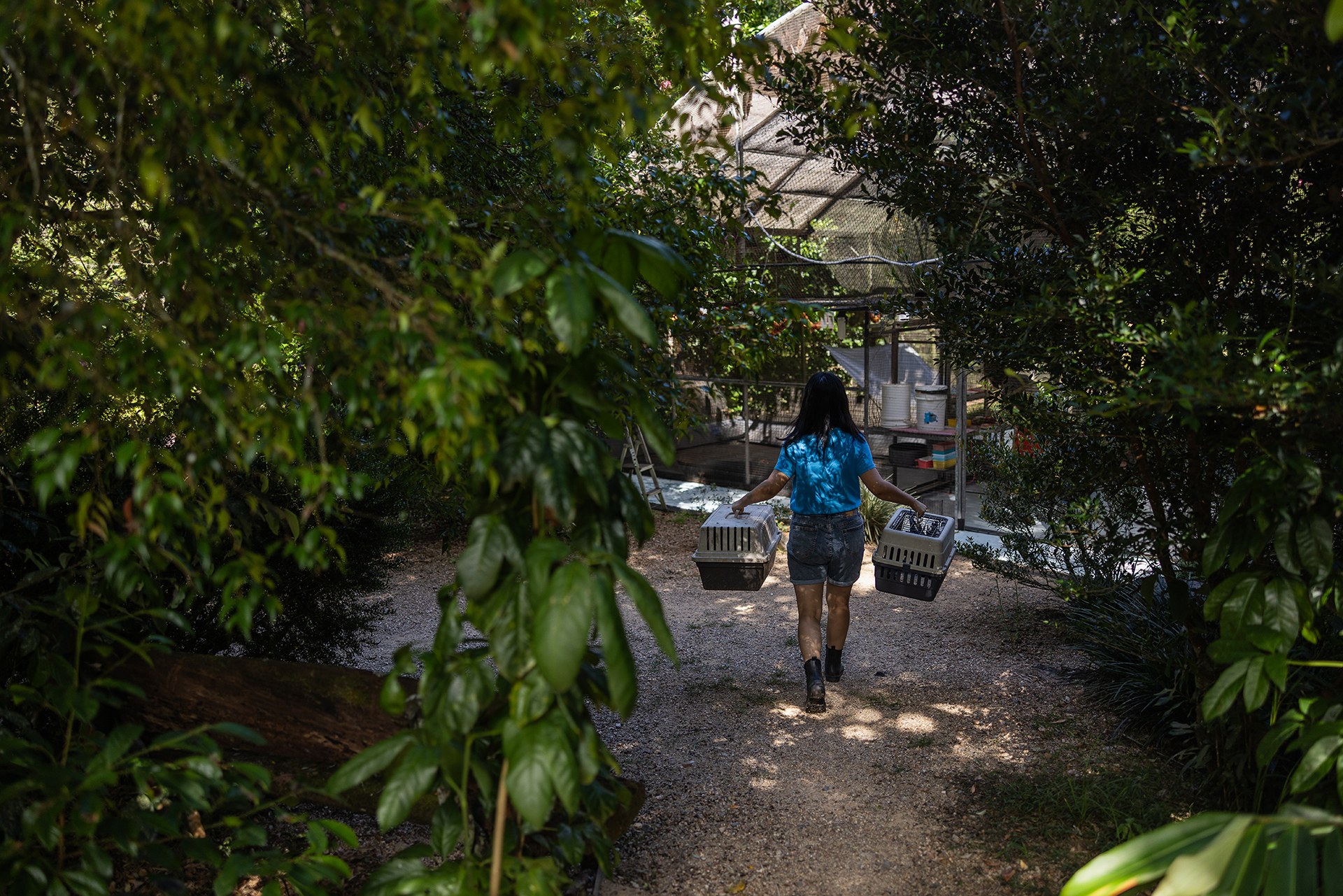 A hospital volunteer carries bats that were recently microchipped into a flight cage for flight practice, where they’ll live before they’re released back into the wild.