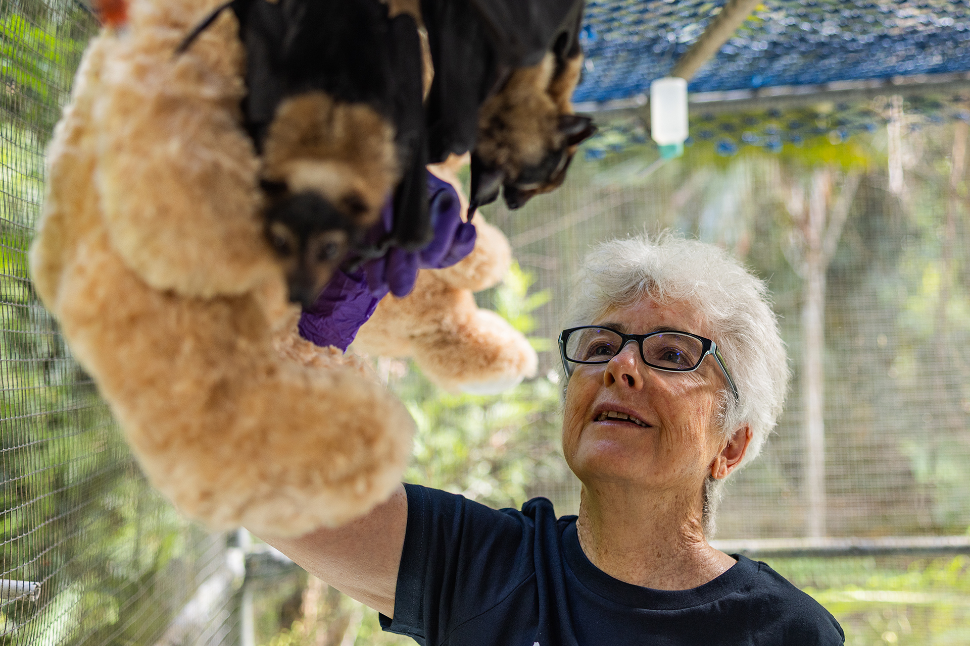 a smiling woman with white hair and glasses reaches up to touch a bat that’s hanging upside down from the ceiling of a cage. Other bats and stuffed animals are also hanging there
