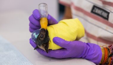 Photos: Baby flying foxes at Australia’s bat hospital in Queensland