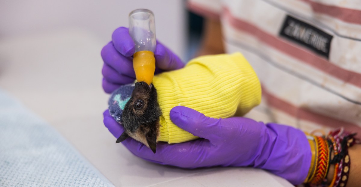 Photos: Baby flying foxes at Australia’s bat hospital in Queensland