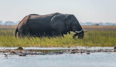An African elephant moves through the Cuando River in Angola. Credit: Kostadin Luchansky/National Geographic