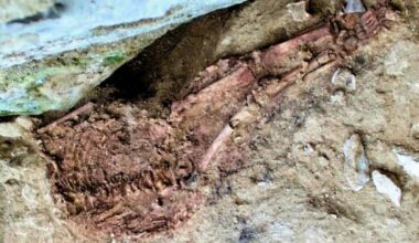 New Dating Study Reveals Truth About 28,000 Year Old Child In Portugal