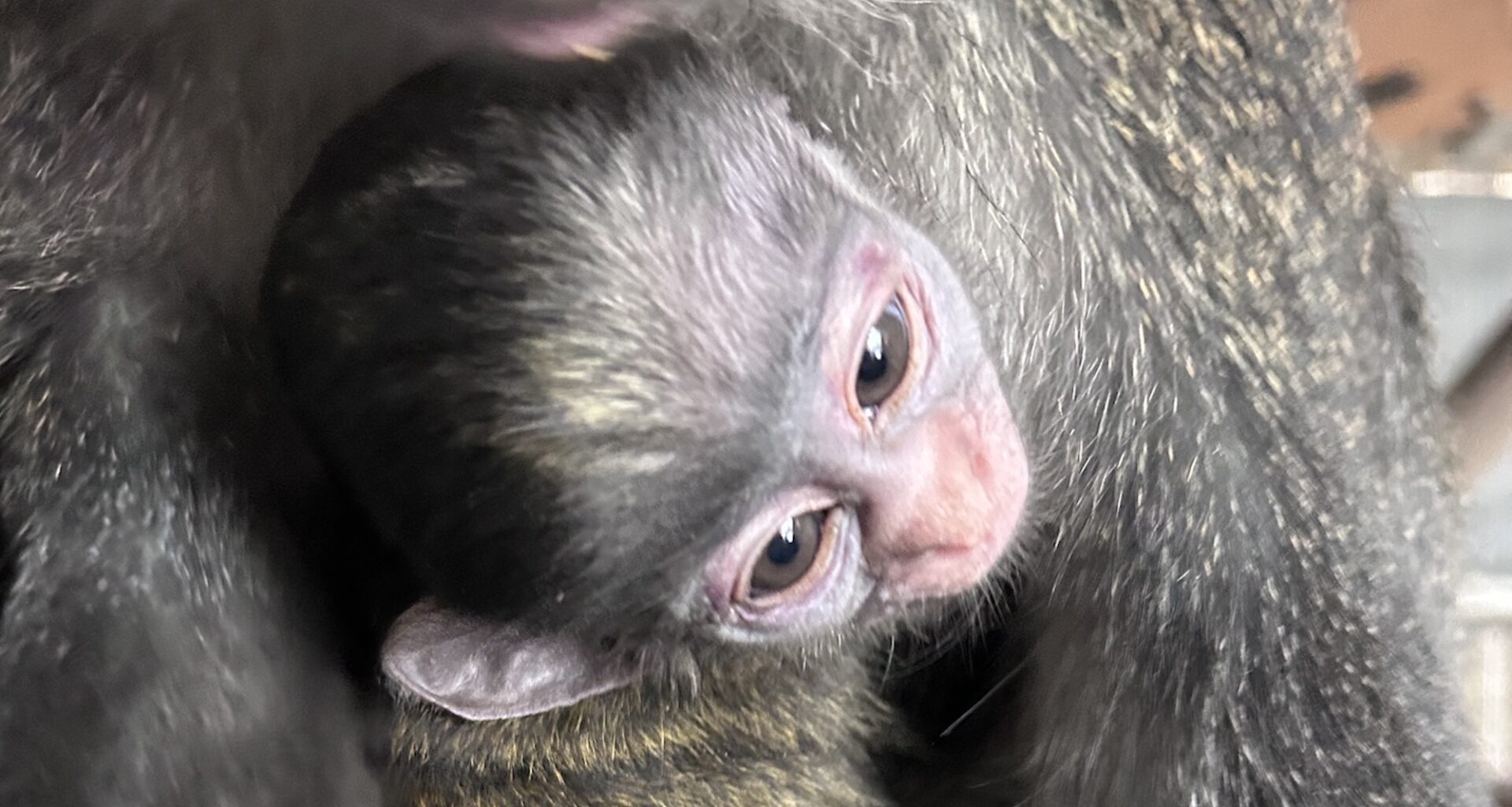 Oakland Zoo Welcomes a New Baby Red-Tailed Monkey