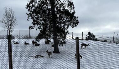 Iron Mountain to remove deer pen from city park