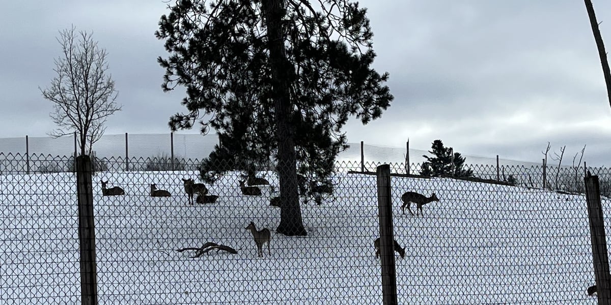 Iron Mountain to remove deer pen from city park