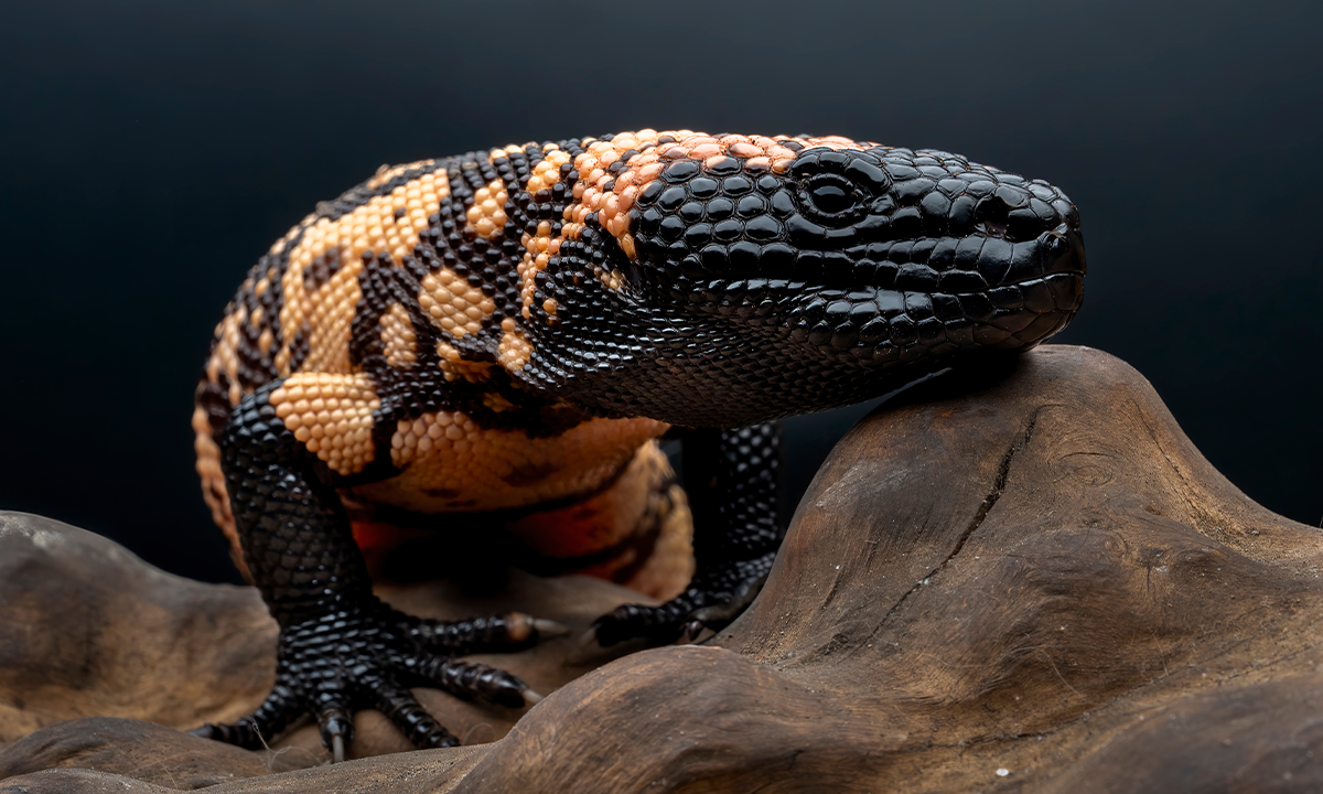 How the Gila Monster Gave the World Ozempic