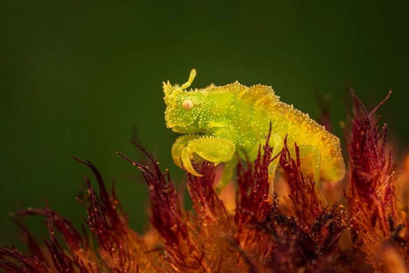 A close-up of a translucent, bright green insect with bumpy skin standing on the red and orange spiky petals of a flower, against a blurred green background.