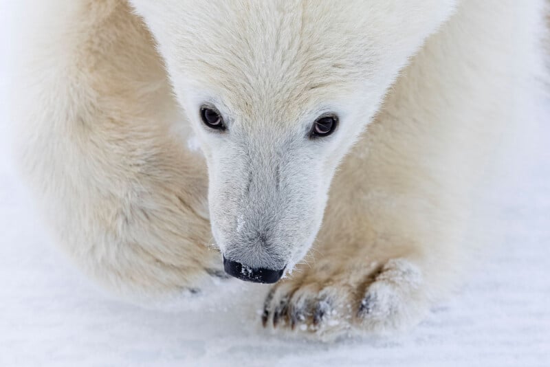 Close-up of a polar bear walking on snow, with its face and one paw prominently visible. The bear's white fur blends with the snowy background.