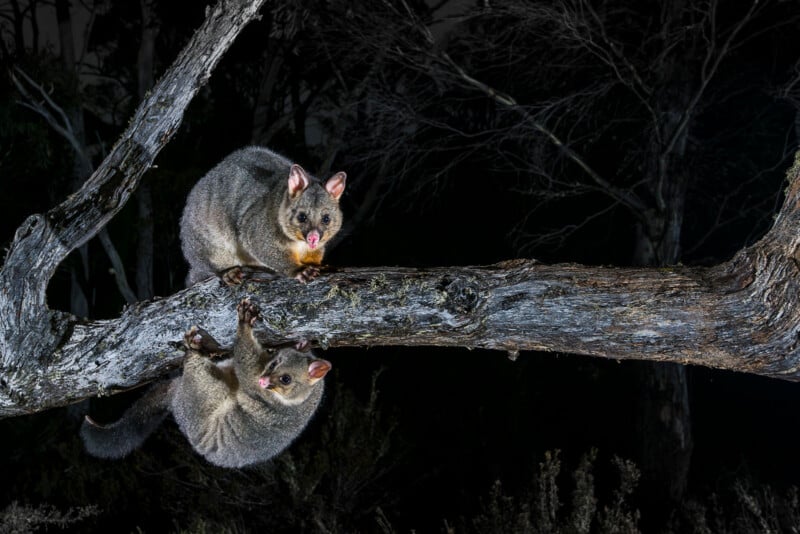 Two possums are perched on a tree branch at night; one is standing upright on the branch while the other is hanging upside down below it. The background is dark with shadowy trees.
