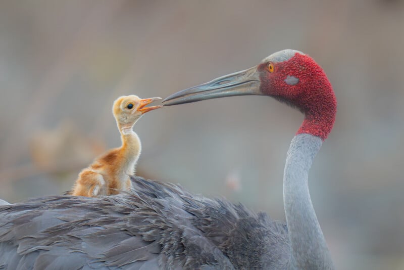 A fluffy crane chick with an open beak sits on the back of an adult crane with a red-crowned head. The adult and chick face each other closely against a soft, blurred background.