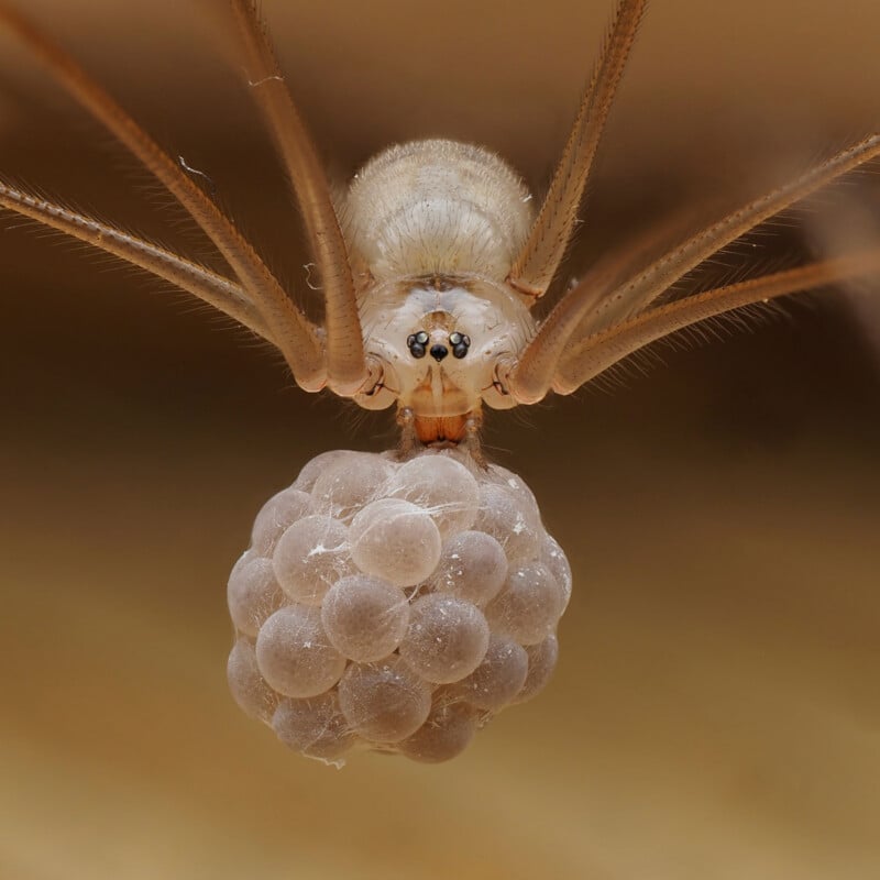 Close-up of a spider holding a cluster of translucent eggs with its legs, showing fine details of its body, legs, and the round eggs against a blurred brown background.