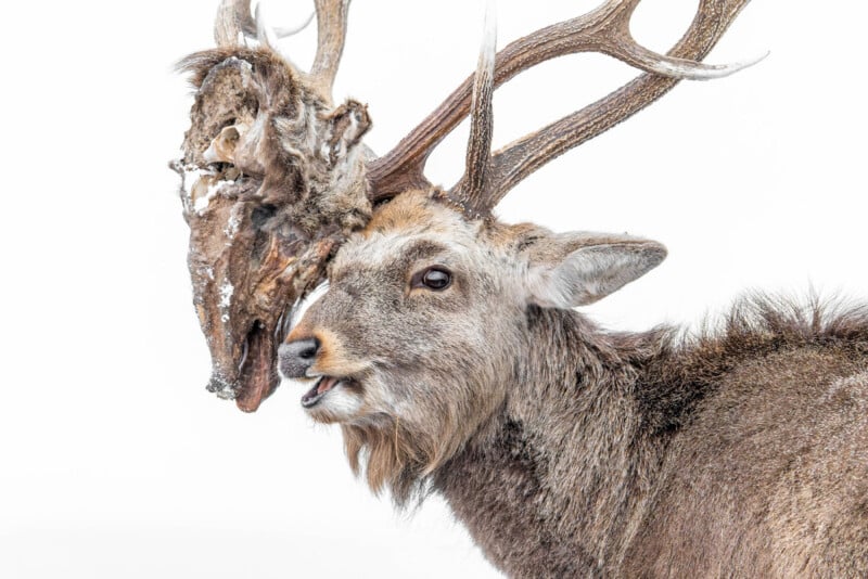 A deer with antlers entangled in the skull and antlers of another deer, set against a plain white background.