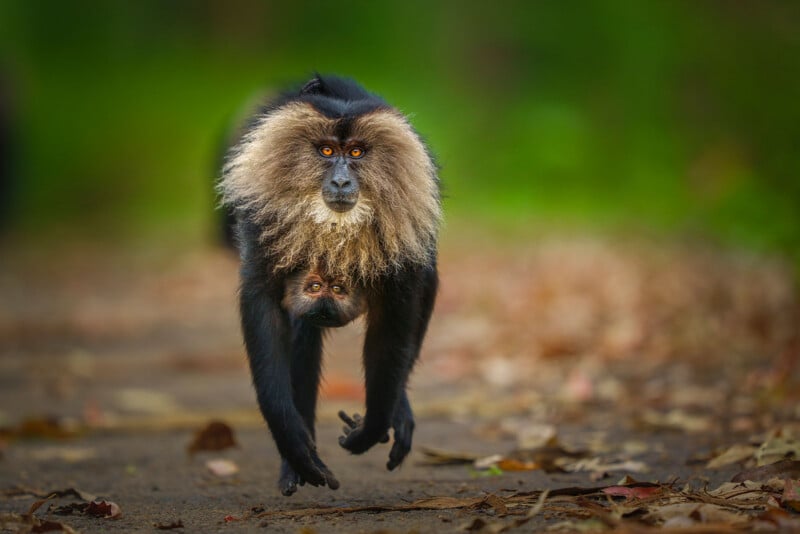 A lion-tailed macaque walks forward on a forest path, carrying its baby clinging to its underside. The background is blurred with green foliage and scattered brown leaves on the ground.