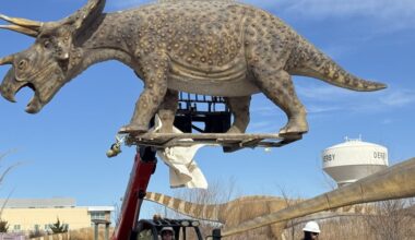 Life-size dinosaur sculptures relocated in Derby ahead of spring season