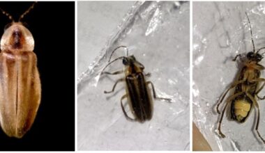 Good luck to Sussex County’s own mysterious lantern firefly