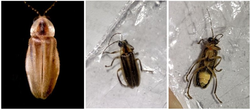 Good luck to Sussex County’s own mysterious lantern firefly