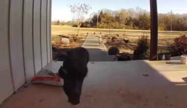 Watch: Pig wanders into S.C. home, gets chased off with a broom