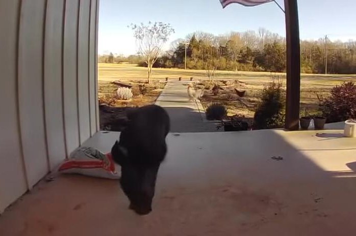 Watch: Pig wanders into S.C. home, gets chased off with a broom