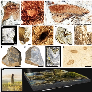 After analyzing a new and extremely well-preserved specimen, researchers argue that Prototaxites is an unknown type of multicellular life. This image shows P. taiti material from the Rhynie chert. Credit: Science Advances