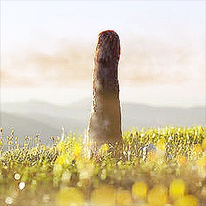 Ever since its discovery in 1859, paleontologists have argued about the identity of this log-shaped 26-foot tall giant, known as Prototaxites taiti. Credit: Science Advances. Click image to enlarge.