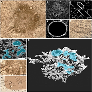 The medullary spots and tube types of Prototaxites P. taiti are morphologically distinct from extinct or extant fungal groups. Credit: Science Advances